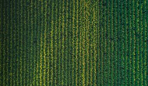 Preview wallpaper field, grasses, aerial view, plant