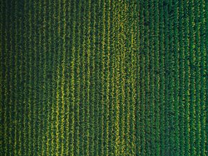 Preview wallpaper field, grasses, aerial view, plant