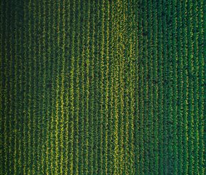 Preview wallpaper field, grasses, aerial view, plant