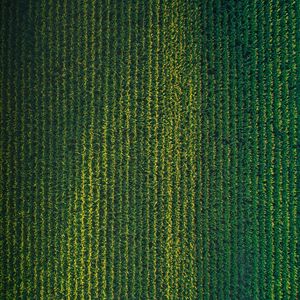 Preview wallpaper field, grasses, aerial view, plant