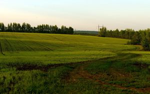 Preview wallpaper field, green, cloudy, agriculture