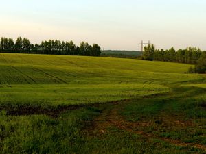 Preview wallpaper field, green, cloudy, agriculture