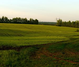 Preview wallpaper field, green, cloudy, agriculture