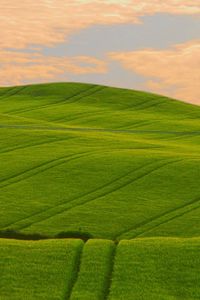 Preview wallpaper field, green, hills, traces, lines, pattern