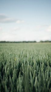 Preview wallpaper field, green, wheat, nature, landscape