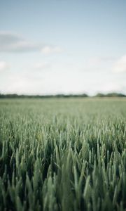 Preview wallpaper field, green, wheat, nature, landscape