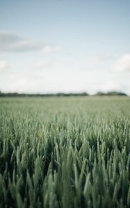 Preview wallpaper field, green, wheat, nature, landscape