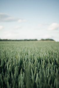 Preview wallpaper field, green, wheat, nature, landscape