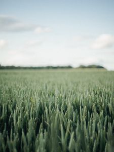 Preview wallpaper field, green, wheat, nature, landscape