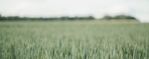 Preview wallpaper field, green, wheat, nature, landscape