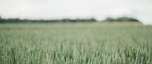 Preview wallpaper field, green, wheat, nature, landscape