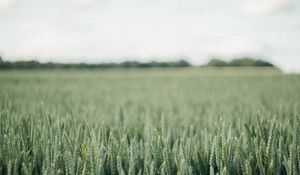 Preview wallpaper field, green, wheat, nature, landscape