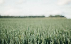 Preview wallpaper field, green, wheat, nature, landscape