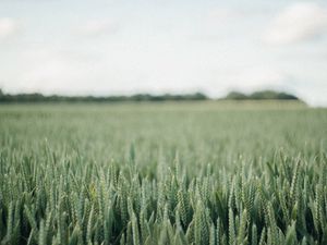 Preview wallpaper field, green, wheat, nature, landscape