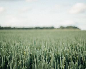 Preview wallpaper field, green, wheat, nature, landscape