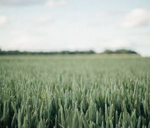 Preview wallpaper field, green, wheat, nature, landscape