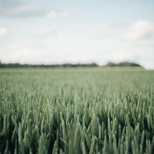 Preview wallpaper field, green, wheat, nature, landscape