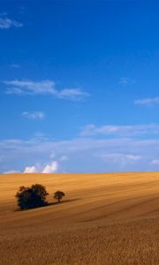 Preview wallpaper field, hay, grass, summer, trees, agriculture