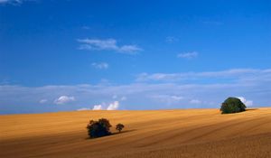 Preview wallpaper field, hay, grass, summer, trees, agriculture