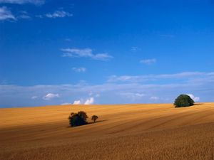 Preview wallpaper field, hay, grass, summer, trees, agriculture