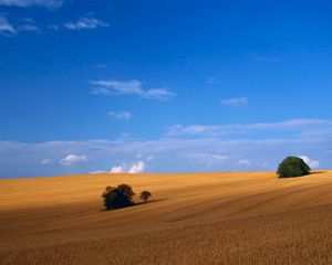 Preview wallpaper field, hay, grass, summer, trees, agriculture