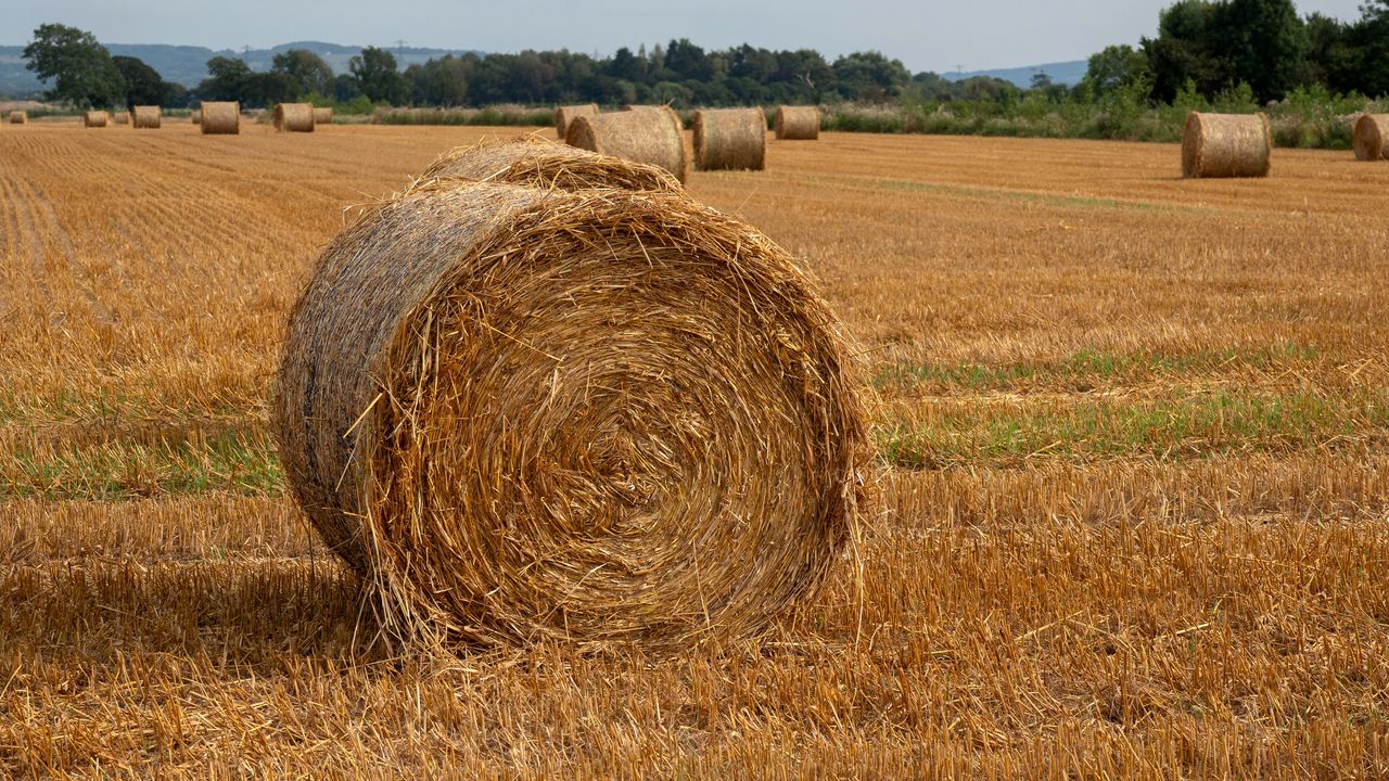 Wallpaper field, hay, trees, sky, landscape