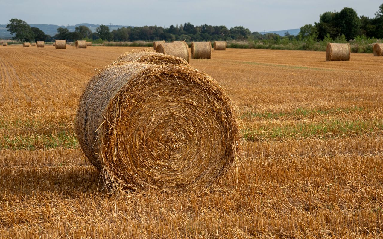 1280x800 Wallpaper field, hay, trees, sky, landscape