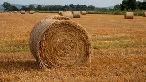 Preview wallpaper field, hay, trees, sky, landscape