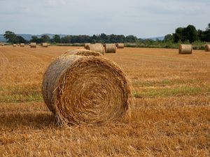 Preview wallpaper field, hay, trees, sky, landscape