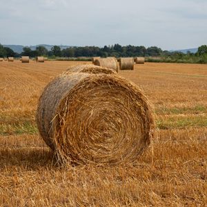 Preview wallpaper field, hay, trees, sky, landscape