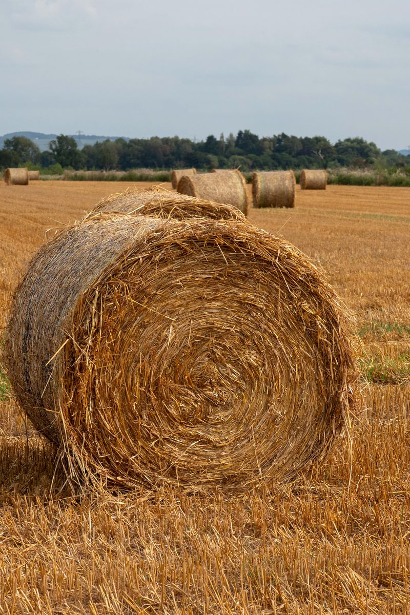800x1200 Wallpaper field, hay, trees, sky, landscape