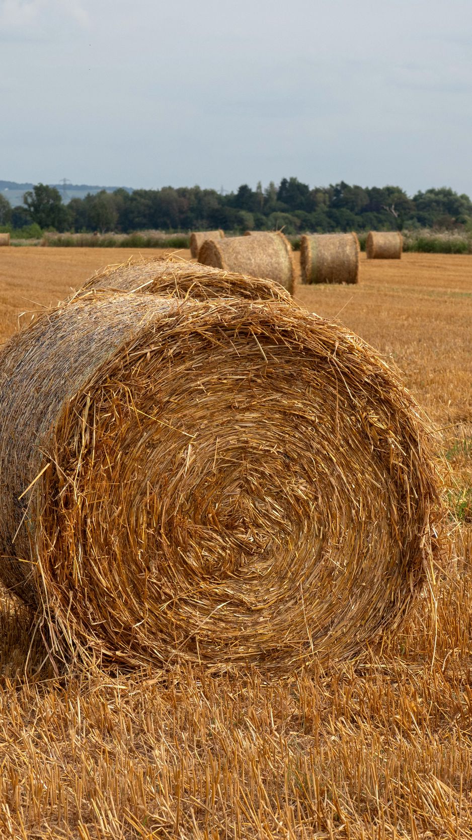 938x1668 Wallpaper field, hay, trees, sky, landscape