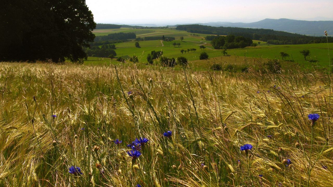 Wallpaper field, herbs, flowers, open spaces