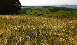 Preview wallpaper field, herbs, flowers, open spaces