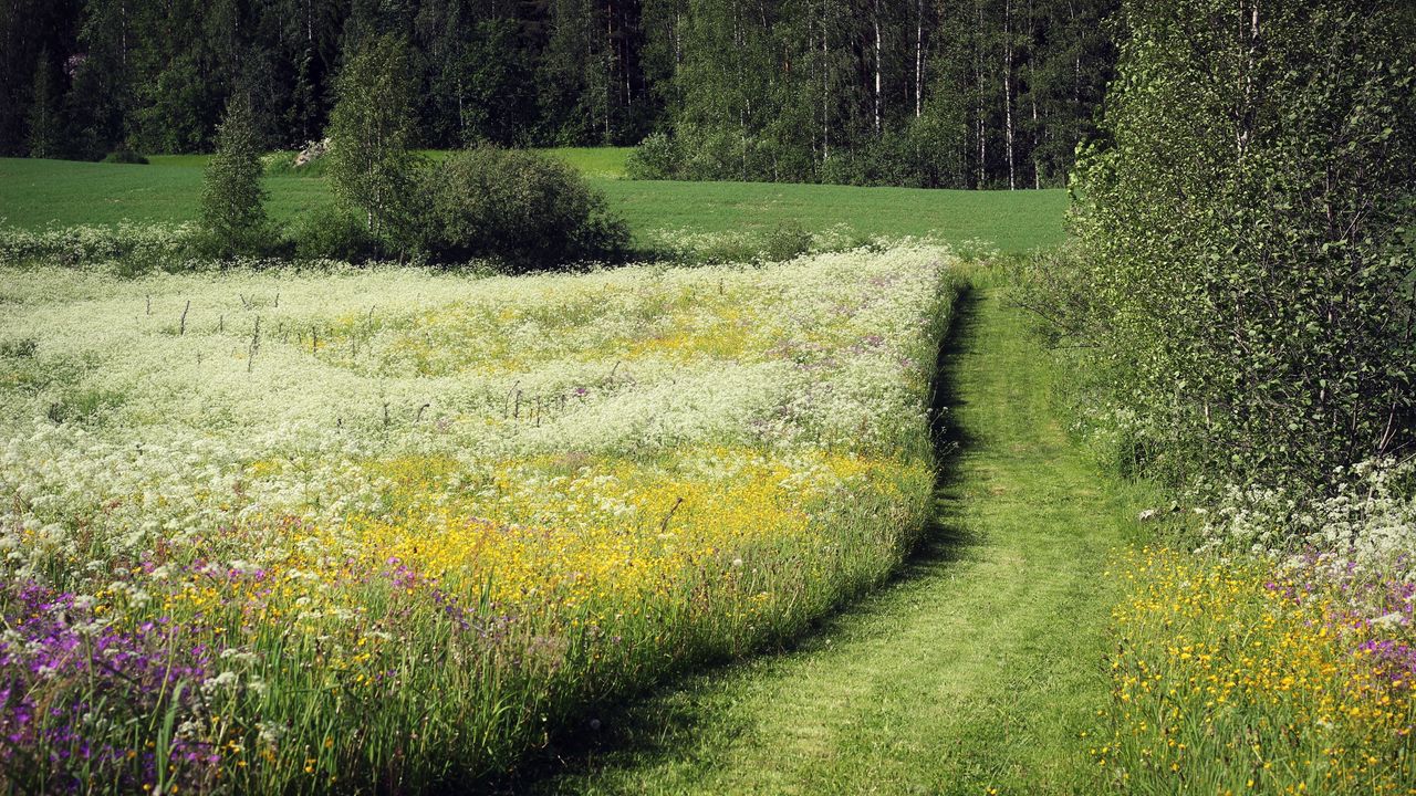 Wallpaper field, herbs, flowers, summer, trees, path, june