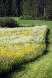Preview wallpaper field, herbs, flowers, summer, trees, path, june