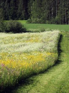 Preview wallpaper field, herbs, flowers, summer, trees, path, june