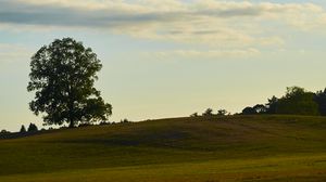 Preview wallpaper field, hill, tree, greenery, nature