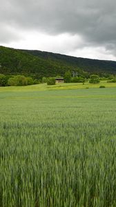 Preview wallpaper field, hills, landscape, greenery, green