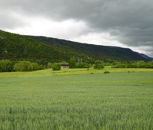 Preview wallpaper field, hills, landscape, greenery, green