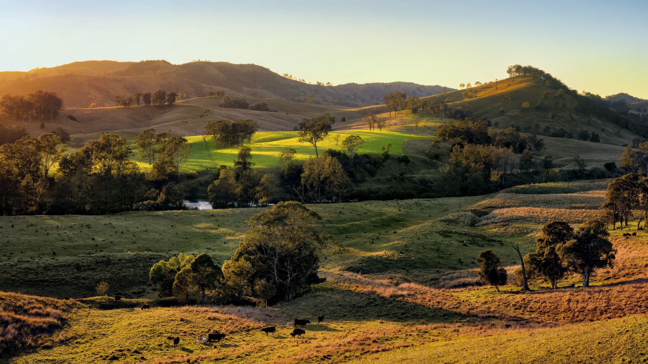 Wallpaper field, hills, light, trees, cows, nature