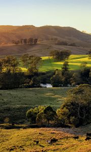 Preview wallpaper field, hills, light, trees, cows, nature