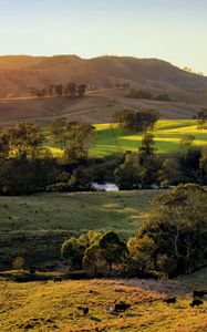 Preview wallpaper field, hills, light, trees, cows, nature