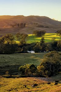 Preview wallpaper field, hills, light, trees, cows, nature