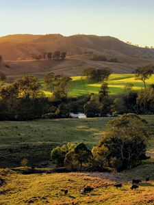 Preview wallpaper field, hills, light, trees, cows, nature