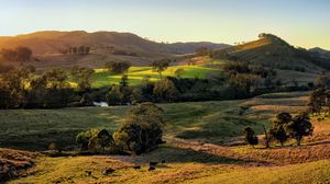 Preview wallpaper field, hills, light, trees, cows, nature