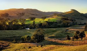 Preview wallpaper field, hills, light, trees, cows, nature