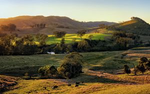 Preview wallpaper field, hills, light, trees, cows, nature