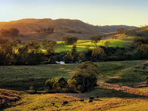 Preview wallpaper field, hills, light, trees, cows, nature