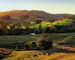 Preview wallpaper field, hills, light, trees, cows, nature